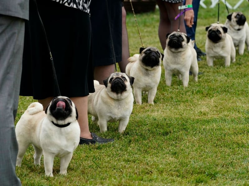 A pug's idea of heaven being snuggled up on its owner's lap, spending hours happily being patted. The rest of the time they'll just follow you around like a shadow - leading to their nickname of the 'velcro dog'.