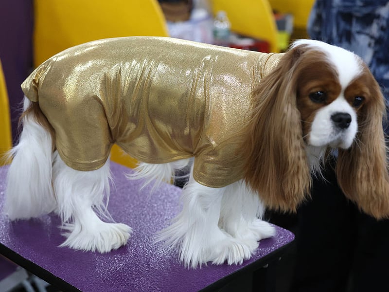 Good luck getting time alone when you have a Cavalier King Charles Spaniel. They'll pad around after you adoringly, tail a-wagging, gazing up at you with those big brown eyes that just say "cuddle me" (and "feed me").
