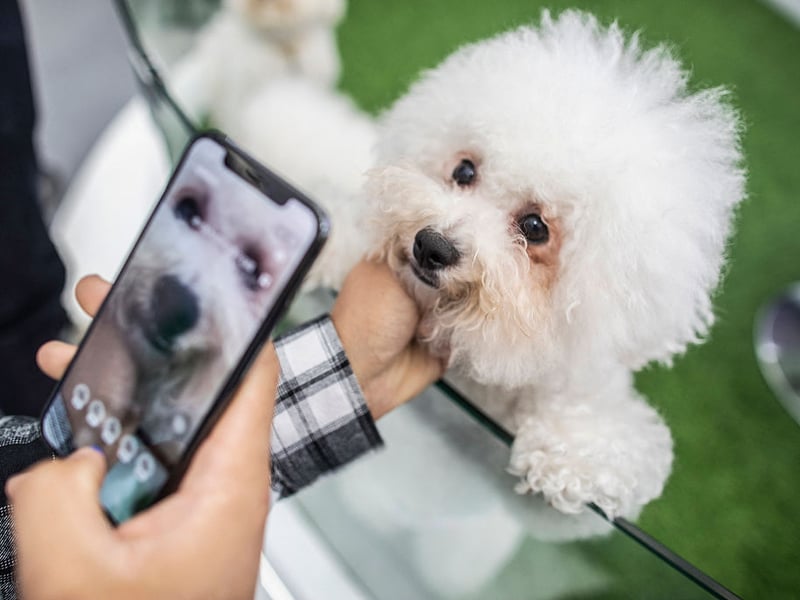 The cloud-like Bichon Frise's absolutely favourite spot is on your lap, shortly followed by being curled up at the end of your bed. Their sweet nature means they are guaranteed to get on well with pretty much anybody, but will reserve a special amount of love for their family.