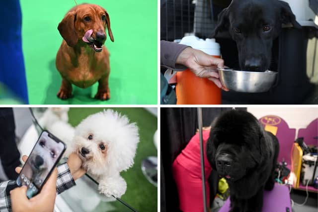 Four of the most affectionate breeds of loving dog.