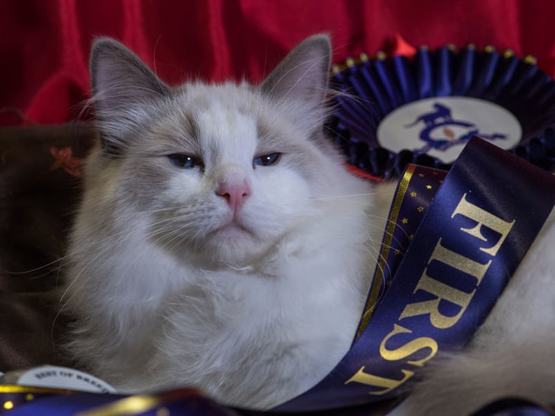 Loving and snuggly Ragdoll cats increased in price by 3.2 per cent from 2024 to 2025. They now cost an average of £552.
