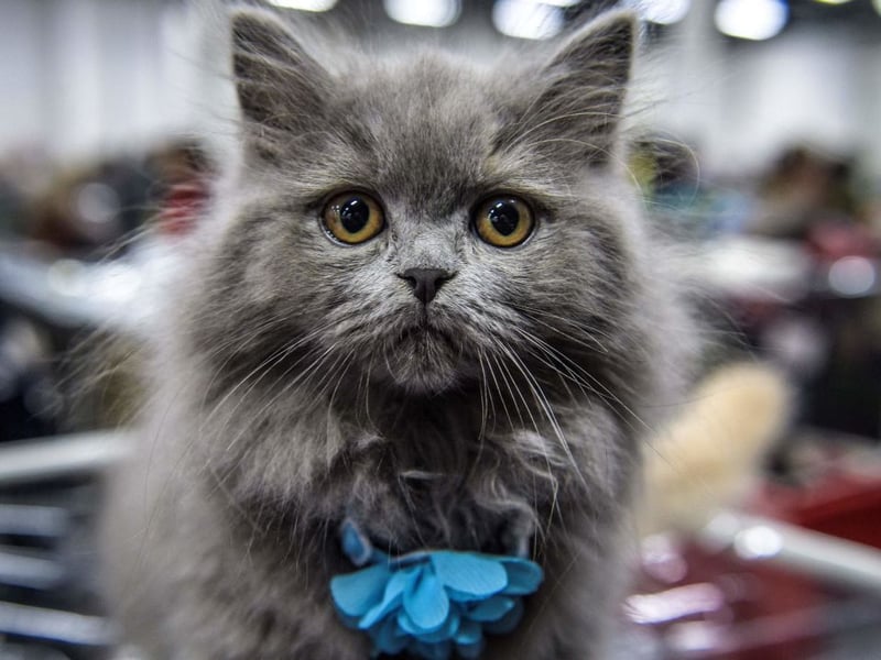 The average British Longhair cat increased in price between 2024 and 2025 by 5.9 per cent - up to £450.