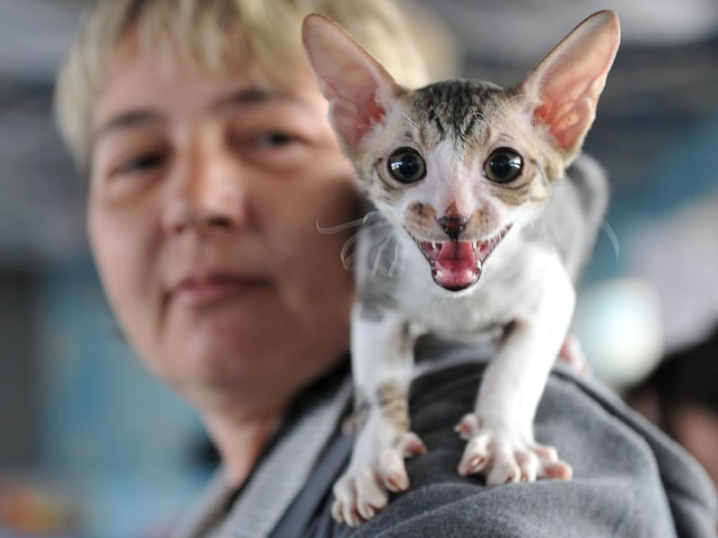 The Oriental Shorthair cat is the breed that has risen most in cost - up 10.8 per cent on 2025. They now cost an average of £688.