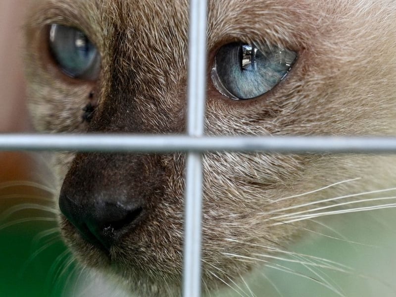 If its Siamese that you please, then you'll be paying an average of 5.9 per cent more for a kitten than a year earlier- up to £525.