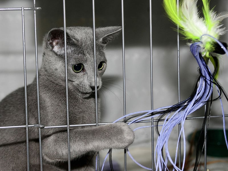 By the end of 2025 the average price of a Russian Blue had risen to £573. That was a 6.1 per cent rise on 2024.