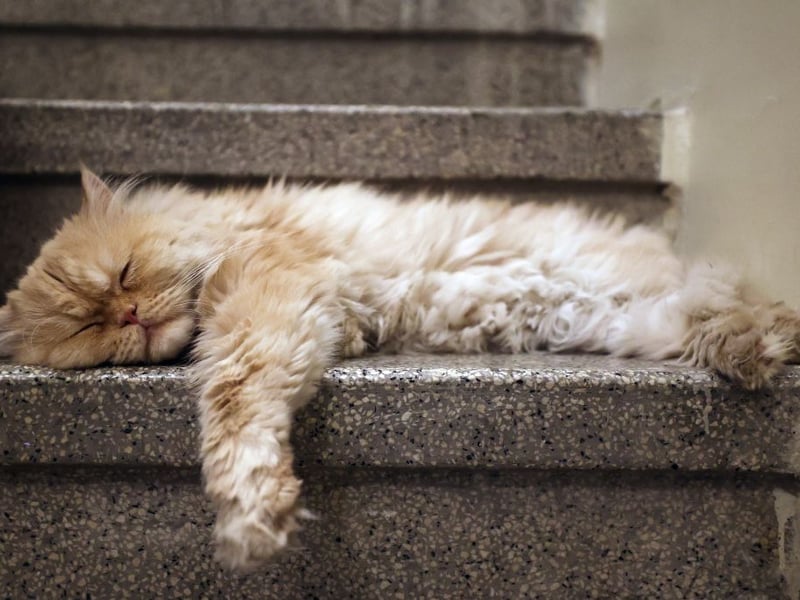 The average Persian cat now costs £480 - that's a price increase of 2.5 per cent between 2024 and 2025.