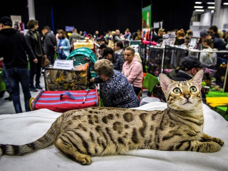 Completing our list is the beautiful Bengal cat. They have risen in price by 2.2 per cent between 2024 and 2025 to an average cost of £501.