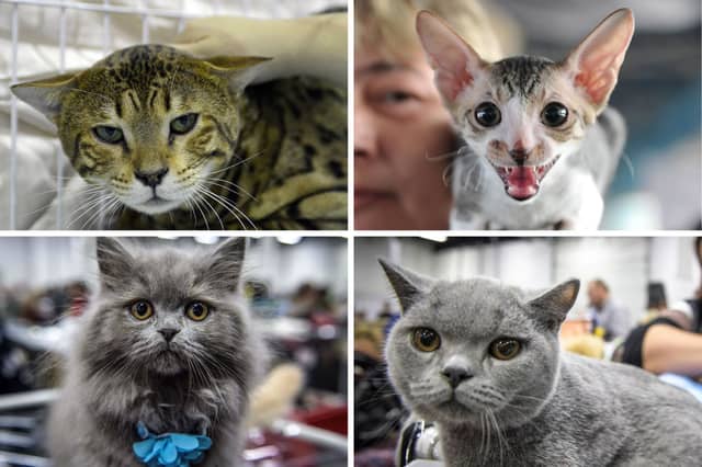 Four of the cats whose price has been rising fastest over the last year.