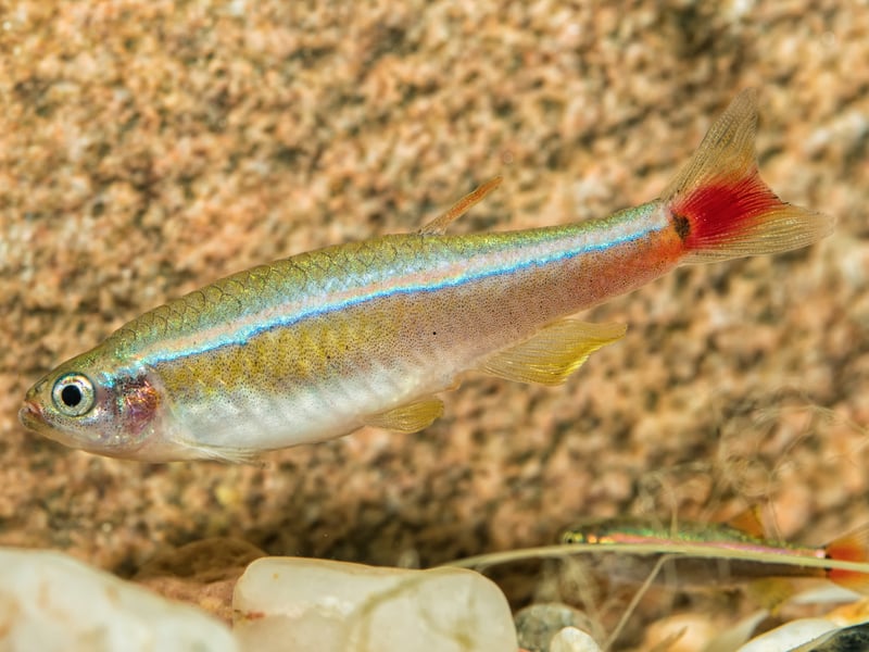 A species native to China, the White Cloud Mountain Minnow is pretty much extinct in its native habitat, due to a compbination of pollution and tourism. Thankfully, they look likely to live on forever in aquariums. Small, peaceful, and great for beginners, these minnows enjoy cooler water. They're schooling fish with subtle beauty and do best in groups with live plants and gentle currents.