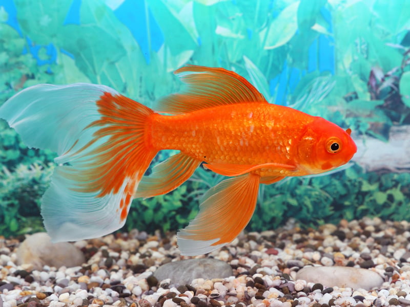 Undoubtedly the world's most popular aquarium fish, the Goldfish comes in a whole array of sizes, shapes and colours (not only gold, but also combinations of white, yellow, orange, red, brown, and black). Don't be tempted to pop one on a tiny bowl, these fish may be hardy but still need plenty of space and filtration to thrive. Originally from China, these are the perfect cold water fish for beginners. 