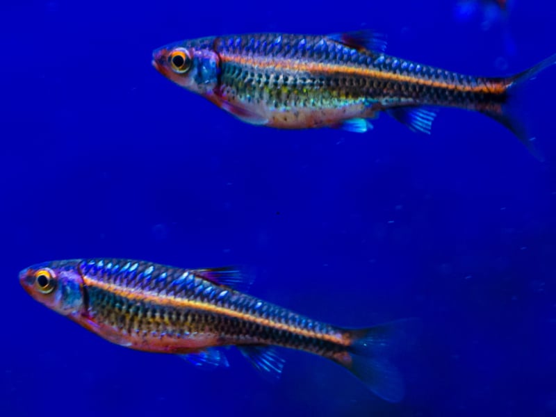 Native to North America, Rainbow Shiners shimmer with iridescent blues and purples. They require cool, clean water and do best in schools with good flow and oxygenation. 