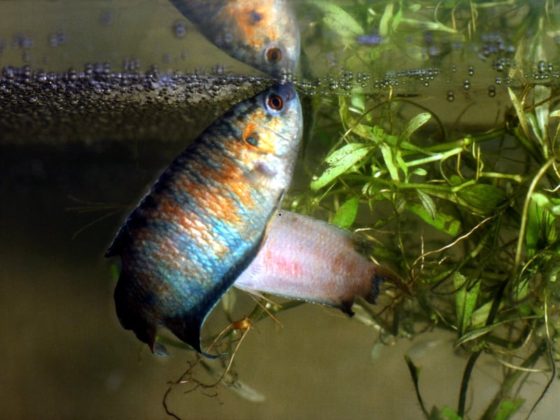 Found across East Asia, the Paradise Fish is one of the most exotic-looking fish that can thrive un an unheated aquarium. Surprisingly hardy, the males can be aggressive, so be careful what fishy friends you choose to introduce into their tank.