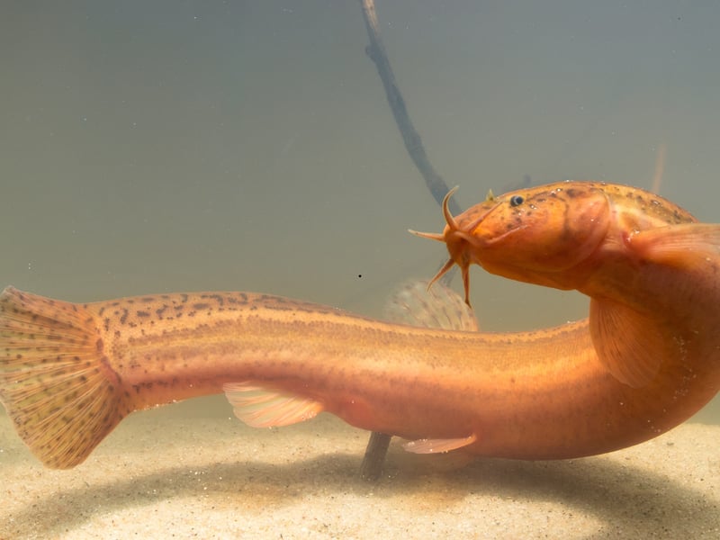 Also known at the Dojo Loach, the Weather Loach is so named for its ability to sense barometric pressure changes - frantically swimming or standing on end when a storm is approaching. Native to East Asia, they are playful and quirky bottom-dwellers that enjoy cooler water with plenty of hidey-holes.