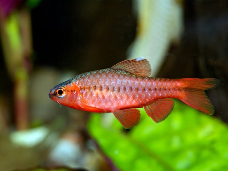 The Rosy Barb is a fish that is equally at home in a tropical or cold water aquarium. Colorful and lively, they and are relatively easy to care for and are a schooling fish - so best buy a few. Originally from southern Asia, they’re active swimmers needing space and some plant cover. 
