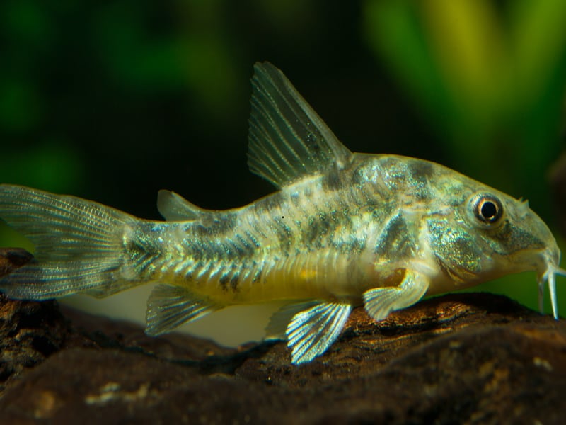 These peaceful bottom-dwellers are excellent community fish. They scavenge for leftover food, tolerate cooler temperatures, and thrive in groups on soft substrate to protect their barbels.