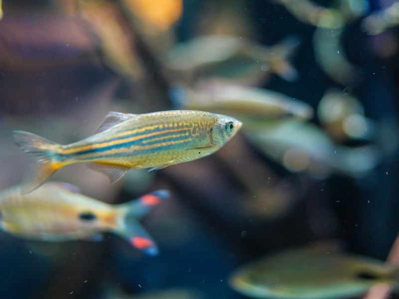 Another staple of community tropical fish aquariums, the Zebra Danio is a hardy and energetic breed that are happy to live in cooler waters. Named after their distinctive striped patternation, they are native to South Asia.