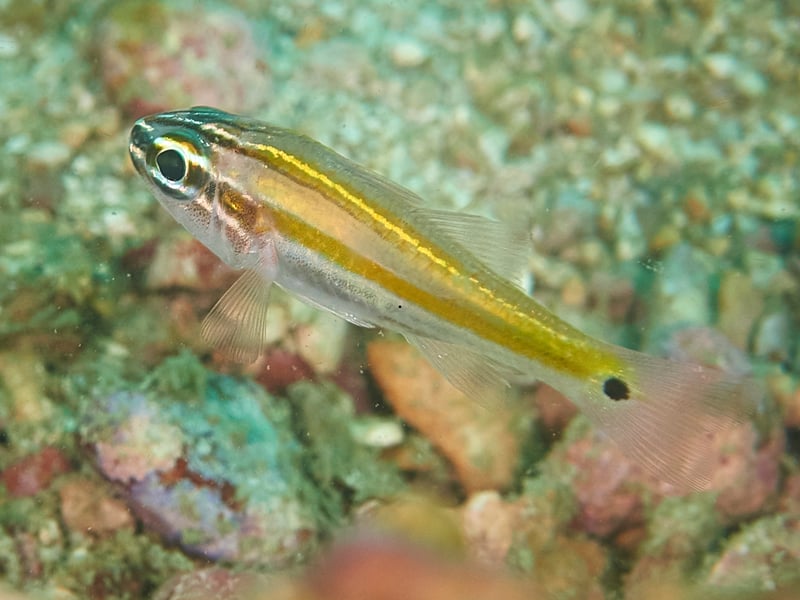 Also known as the Glassfish, the Ricefish gets its name from the fact that it can be found swimming around Asian rice paddy fields. Tougher than they look, they don't mind cool water and are the perfect fish for those who only have room for a small aquarium. 
