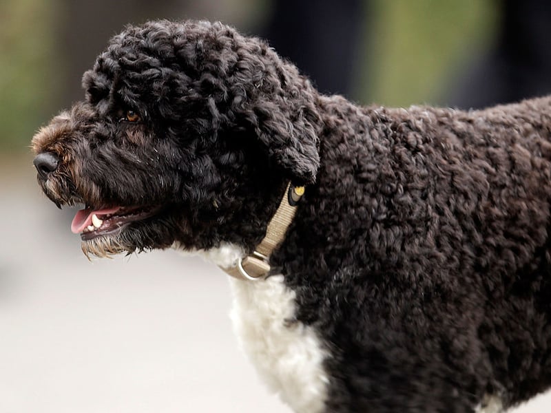 As the name would suggest, the Portuguese Water Dog was first bred in Portugal and was used by fishermen to retrieve objects and nets from the sea. It has the perfect set of attributes for the task - combining soft mouth with intelligence, strength, and strong swimming capability.