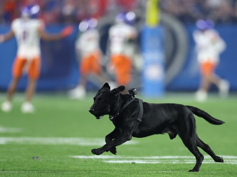 The king of the soft mouthed dogs, the Labrador Retriever has long been the top choice for hunters and holds the title of the world's most popular dog.