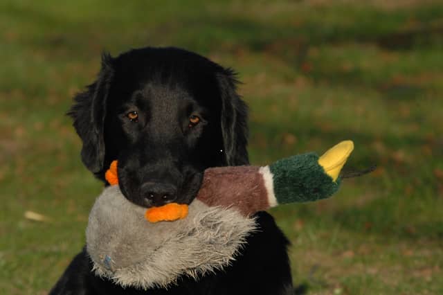 Some dogs have been specially bred to have 'soft' mouths.