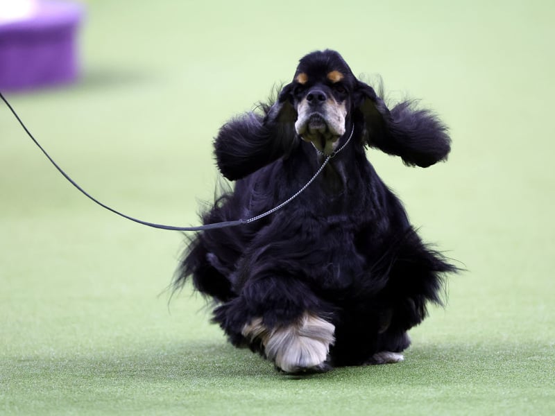 Spaniels are another group of dogs bred to gently collect the bodies of birds. The Cocker Spaniel is one of the most popular and, as well as being known for their soft mouths, they are known for producing one of the most varied numbers of puppies in a litter.