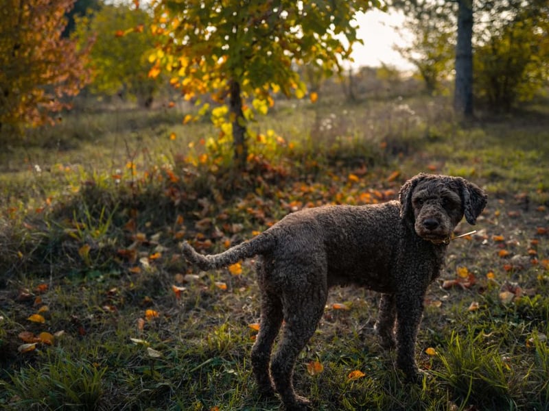 The Lagotto Romagnolo was first bred in Italy and is now most famous for its excellence at hunting truffles. When it finds one its soft mouth means that the valuable fungus is sure to stay in one piece.