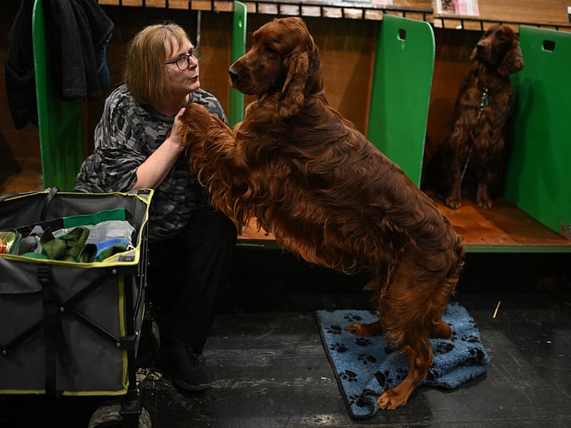 Also known as the Red Setter, the Irish Setter is a much in-demand gun dog and family pet - easily identified by their luxuriant mahogany coloured coat. All Setters come with soft mouths as standard. 