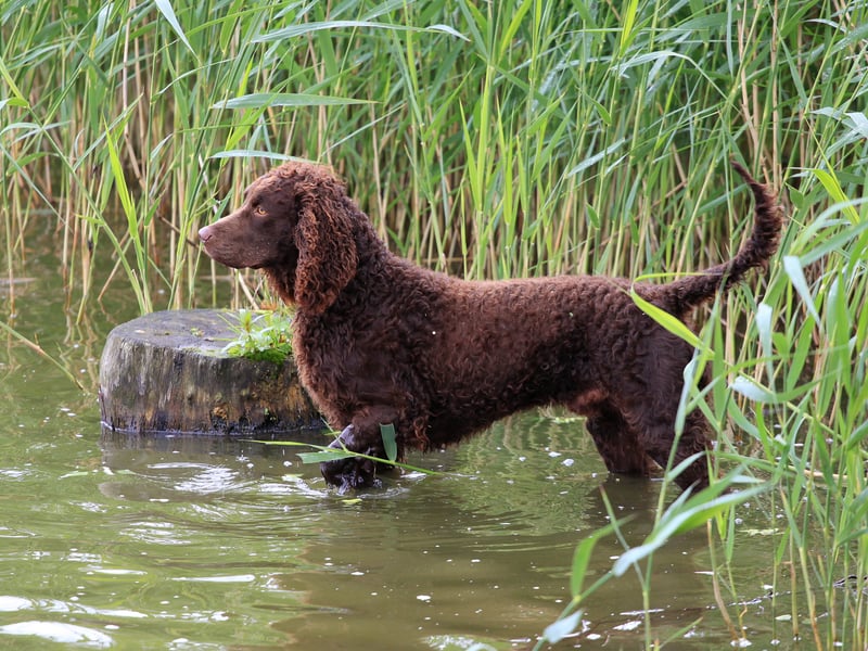 One of the rarest breeds of spaniel, the American Water Spaniel shares it's more common cousins' soft mouth. They were originally bred in the American state of Wisconsin - where they remain the state dog - and also have a curly double coat to keep them warm while retrieving prey from ice-cold winter waters.