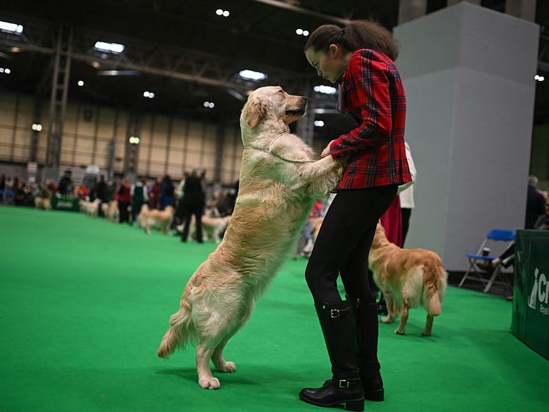 What is true of the Labrador is also usually true of the Golden Retriever - and that includes having a soft mouth. Golden Retrievers can happily chew away at their owner's hands without leaving a mark.