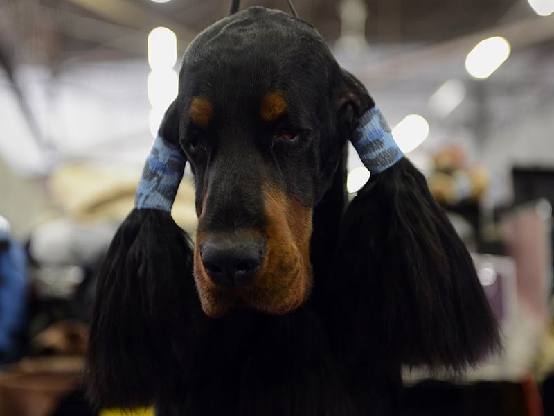 The largest of the setters, the Gordon Setter was bred in the Highlands to collect felled grouse and pheasant. Setters get their name from the distinctive stance they strike when finding quarry - a crouch to indicate their location to shooters before the birds are flushed.