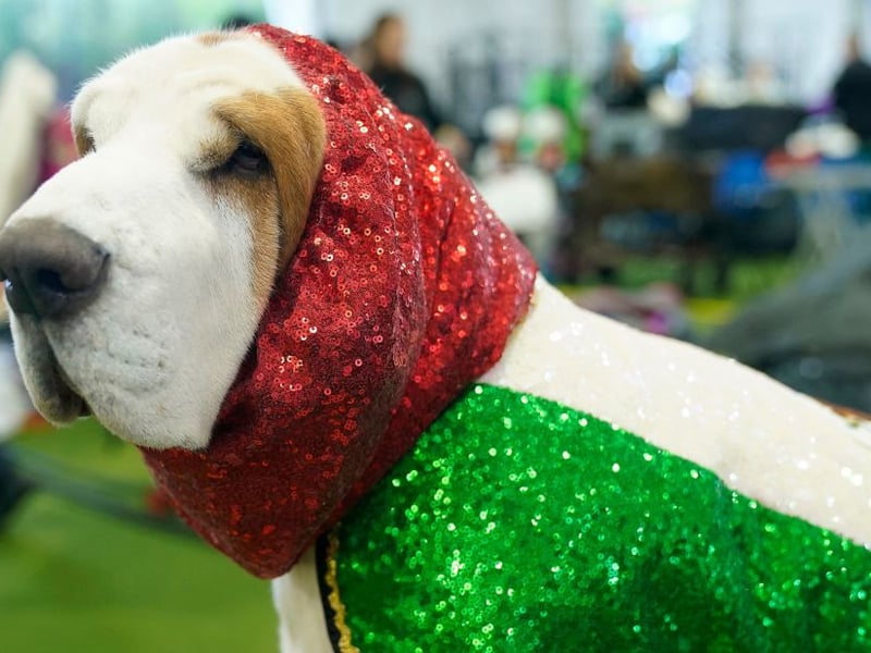 Biting takes energy, and if there is one dog that loves to preserve energy wherever possible it's the chilled Basset Hound. These dogs love to follow a scent trail, but their noses are way more active than their jaws.