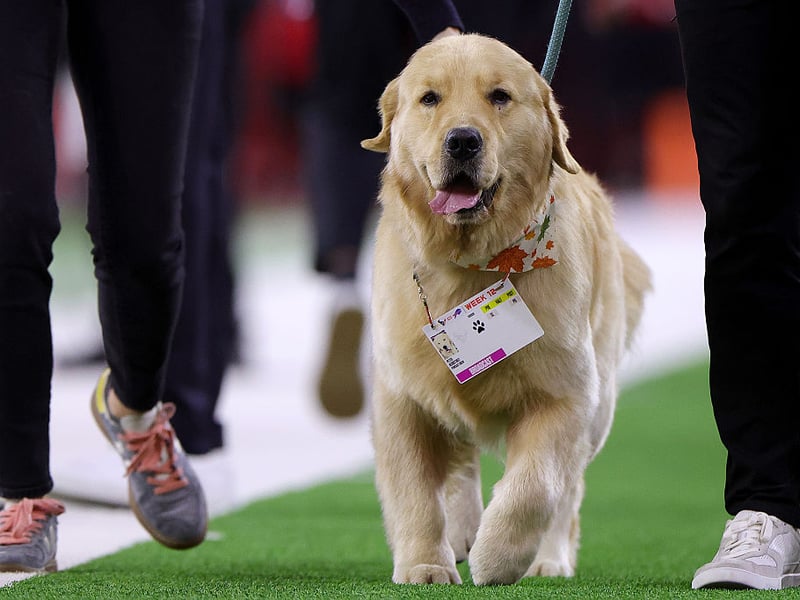 What's true for the Labrador Retriever tends to also be true of its close cousin the Golden Retriever - including the risk of biting. An affectionate nibble if you are having a play with a favourite toy is the worst you tend to expect from this loving and friendly breed.