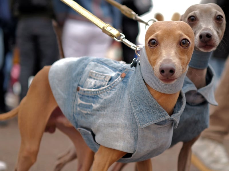 Academic studies into how aggressive certain breeds of dog are regularly find that the Whippet is one of the most passive pups - and one of the laziest. They need to be vigorously exercised once a day but otherwise will be unlikely to bother lifting their head off the couch, never mind attempting to bite somebody. 