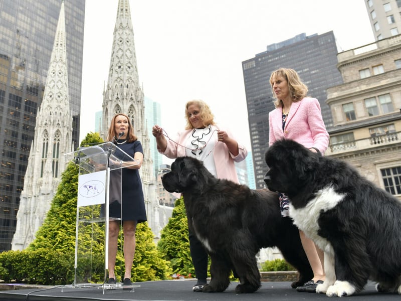 There's a good reason that the enormous Newfoundland breed is known as a 'nanny dog'. They may look intimidating due to their size but they are incredibly gentle, particularly with children. The only problem you should have is stopping them from affectionately licking strangers.
