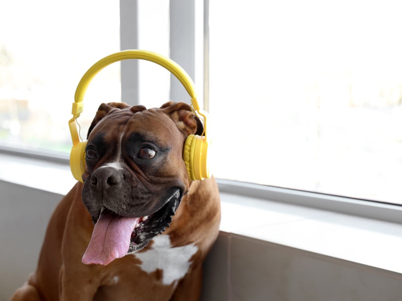 Known to be particularly good and safe around children, the Boxer is one of the most patient of all dog breeds. This is a pup that is highly unikely to ever lash out from frustration.