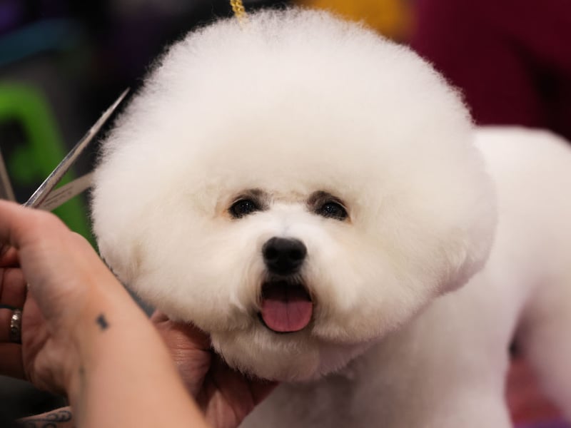 A surprising number of the so-called lapdog breeds of small dog have a nipping problem (we're looking at you Pekingese), but not the Bichon Frise. The only damage they threaten to do it to cut off the circulation in your legs from cuddling up on you for too long.