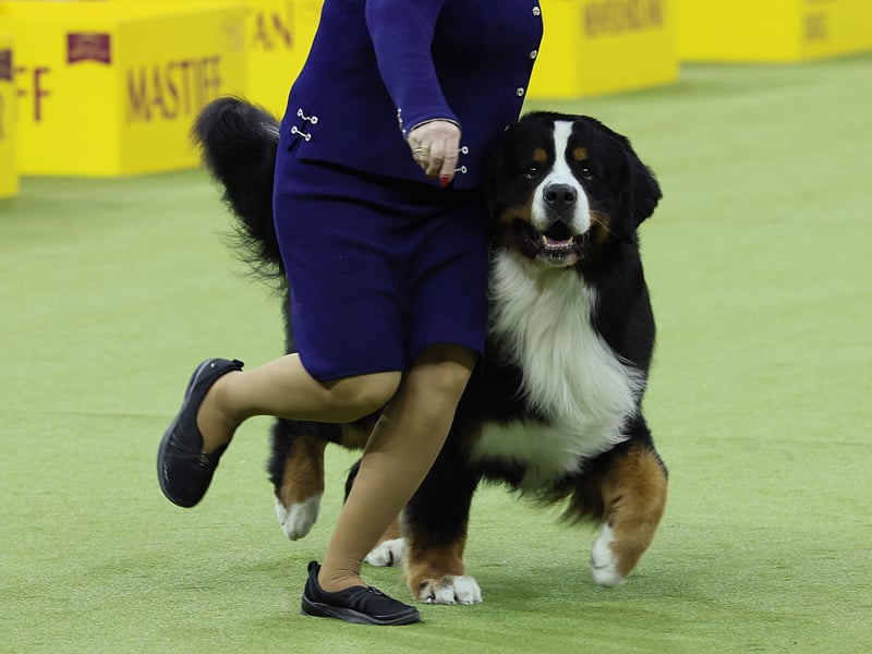 Another gentle giant, the Bernese Mountain Dog is an intelligent breed eager to please its owners - meaning it's simple to train them out of any nibbling habit they may have as pups.