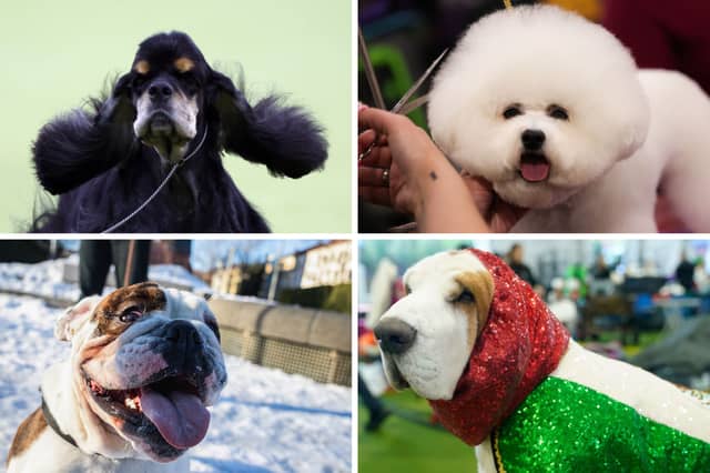 Four of the breeds of dog least likely to bite.