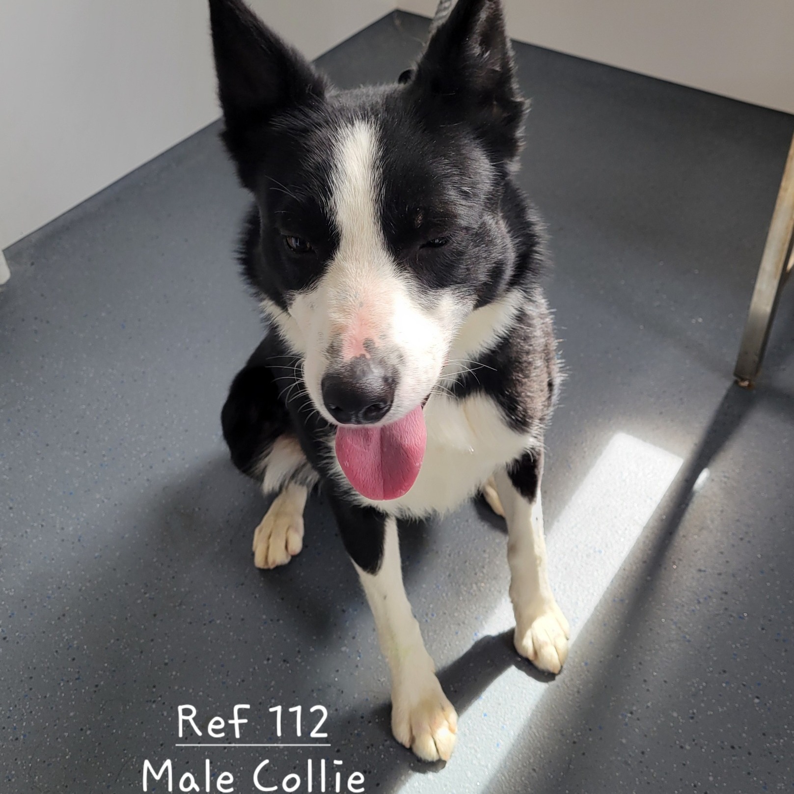 There are six Collie breed dogs which are in need of new homes. One female collie who is approximately one to two years old and five male collies between the ages of one to six years old are available.