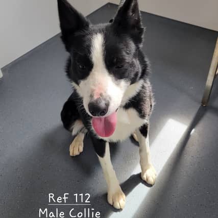 There are six Collie breed dogs which are in need of new homes. One female collie who is approximately one to two years old and five male collies between the ages of one to six years old are available.