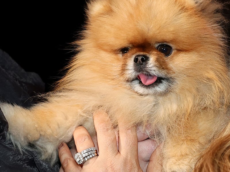 Technically the Pomeranian is quite a high energy dog, but they'll happily expend most of it careering around their home without any need for their owner to get involved. Otherwise 30 minutes or so of play and a good walk will do them just fine.