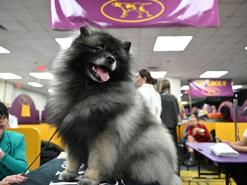 The fluffy Keeshound is both medium-sized and medium energy, with moderate daily exercise enough to keep them in shape. They made great family pets too - getting on well with all ages. 