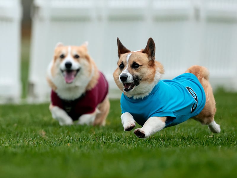 Like the Dachshund, both types (Pembroke and Cardigan) of Welsh Corgi have such short legs that they can be easily exercised in even small spaces - while just a moderately-paced trip to the park is likely to wear them out for the evening.