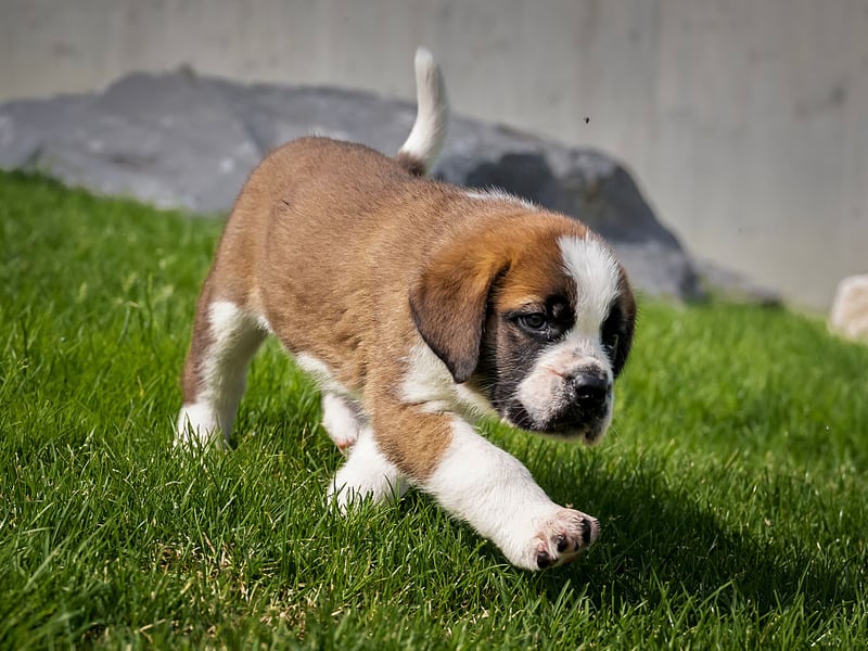 From its huge size and reputation for long mountain treks many would presume that the Saint Bernard would have the highest of energy levels. In fact, they are closer to the low energy category than most of the dogs on this list - perfect for those looking for a large dog that won't need hours of walking.