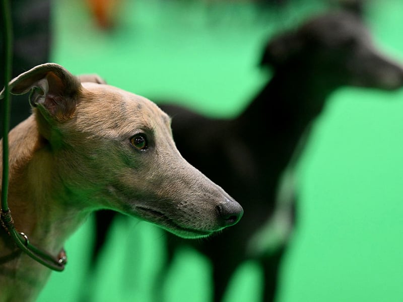 Whippets are a slightly strage mix of high and low energy. They need a really good run every day - a large enclosed space is a must - and can reach speeds of up to 35 miles per hour. Once they are exercised though, they turn into complete couch potatos for the rest of the day.
