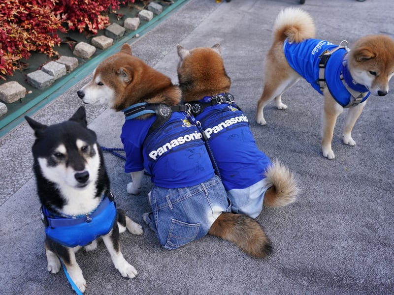 A walk a day and a couple of more vigorous exercise sessions each week will keep an adorable Shiba Inu in tip top shape mentally and physically.