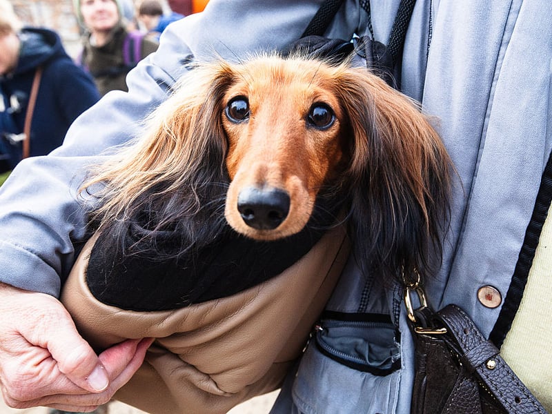 The independently minded (or, in other words, naughty) Dachshund needs a fair amount of exercise to stay healthy but, due to their tiny legs, what feels like a gently amble to you will feel like a marathon to them.