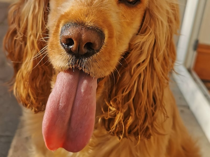 Clover - Armagh Clover, our beautiful 2 year old golden cocker spaniel with velvet-touch ears, would make the perfect Nose of Tralee. She brings joy to our lives with her shy yet loving personality and makes us laugh every day. As a puppy, Clover was very timid, especially around other dogs, but over the past year, she has blossomed with confidence. Recently, she earned her bronze certificate in scent detection and is now aiming for silver. Always up for an adventure and a swim, Clover is ready for any exciting challenge and we are incredibly proud of how far she has come. When she isn't sniffing out hidden treats, Clovers favourite things to do are to lounge in the sun and chase bubbles.