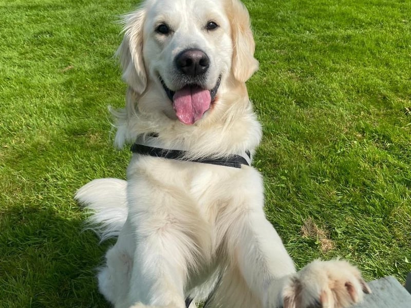 Murph - Carlow Murph is the most friendly golden retriever we know- he is nearly 3 YO. He tries to make friends with everyone (dogs and postmen, and the odd sheep ), whether they want to or not! His arch nemesis is the neighbours cat, since shes too quick for him. Hes a serial napper and is fond of a swim. His favourite treat is frozen melon. He is pure joy and we would be lost without his company.