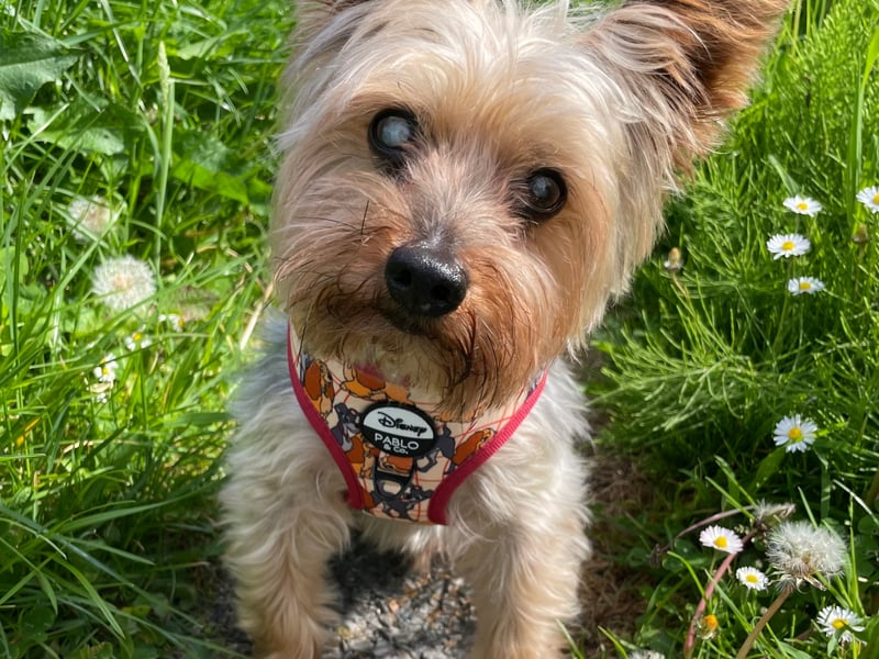 Coco - Clare Coco is a 12 year old Yorkshire terrier from County Clare. Coco came into my life in 2011 when I was just 9 years old. I was an only child and became quite lonely. My Mam knew I had always loved and wanted a dog so she decided to get me my own little best friend. Which is exactly what he's been the last 12 years. Coco is loving, loyal, playful, and very protective. He loves to play with his toys (his ball especially) he loves listening to the hurling with me, chewing on my socks and having a juicy orange. Coco always seems to know when I'm having a hard day and exactly how to cheer me up. Whether that's by jumping up for a cuddle or by smothering me in kisses. He's so much more than just a dog - he's family. Unfortunately Coco has faced some health problems this past year. He started losing his eyesight last August. He's completely blind in his right eye now. He was also diagnosed with epilepsy in January of this year and unfortunately suffers from focal seizures. He's adjusting well now with medication and nothing gets in his way from enjoying his favourite things in life. He is still the same bubbly, playful dog he's always been. Coco deserves to be your Nose of Tralee 2024 because he is the most loyal dog I've ever known. He waits for me behind the door every time I leave the room and is so excited every time I come back in (even if I'm only gone for two minutes lol).
